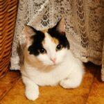 Il Gatto Calico: i tre colori della bellezza felina