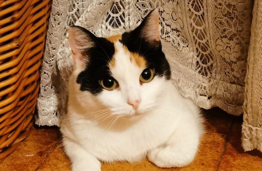 Il Gatto Calico: i tre colori della bellezza felina