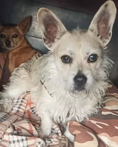 adozione cani gatti Roma volontariato