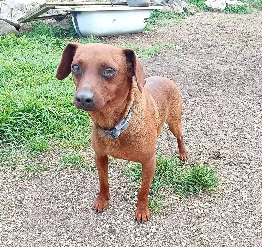 cani gatti volontariato Roma adozioni Tania Capriotti