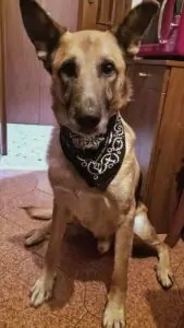 cagnolini adozioni volontariato evento Tania Capriotti apericena adozioni pelosetti 