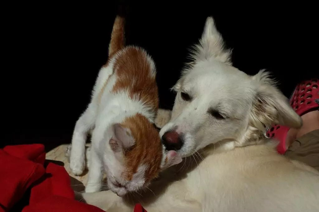 cani gatti volontariato eventi