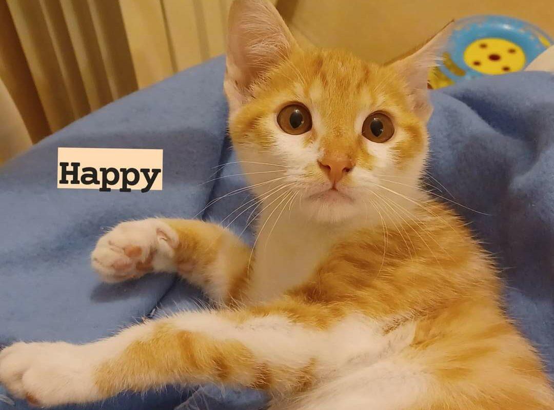 Happy gatto felv