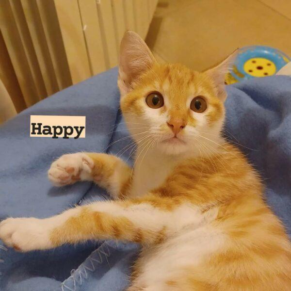 Happy gatto felv