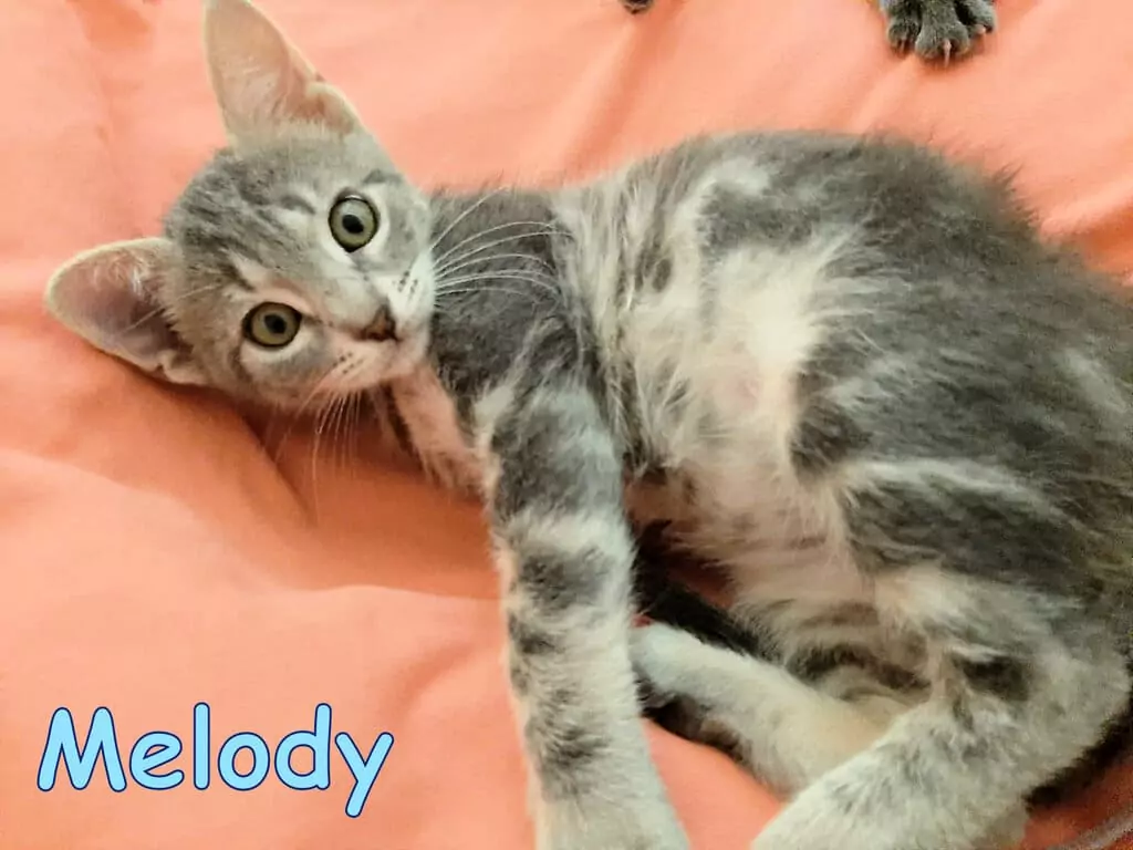 Melody gattini adozioni