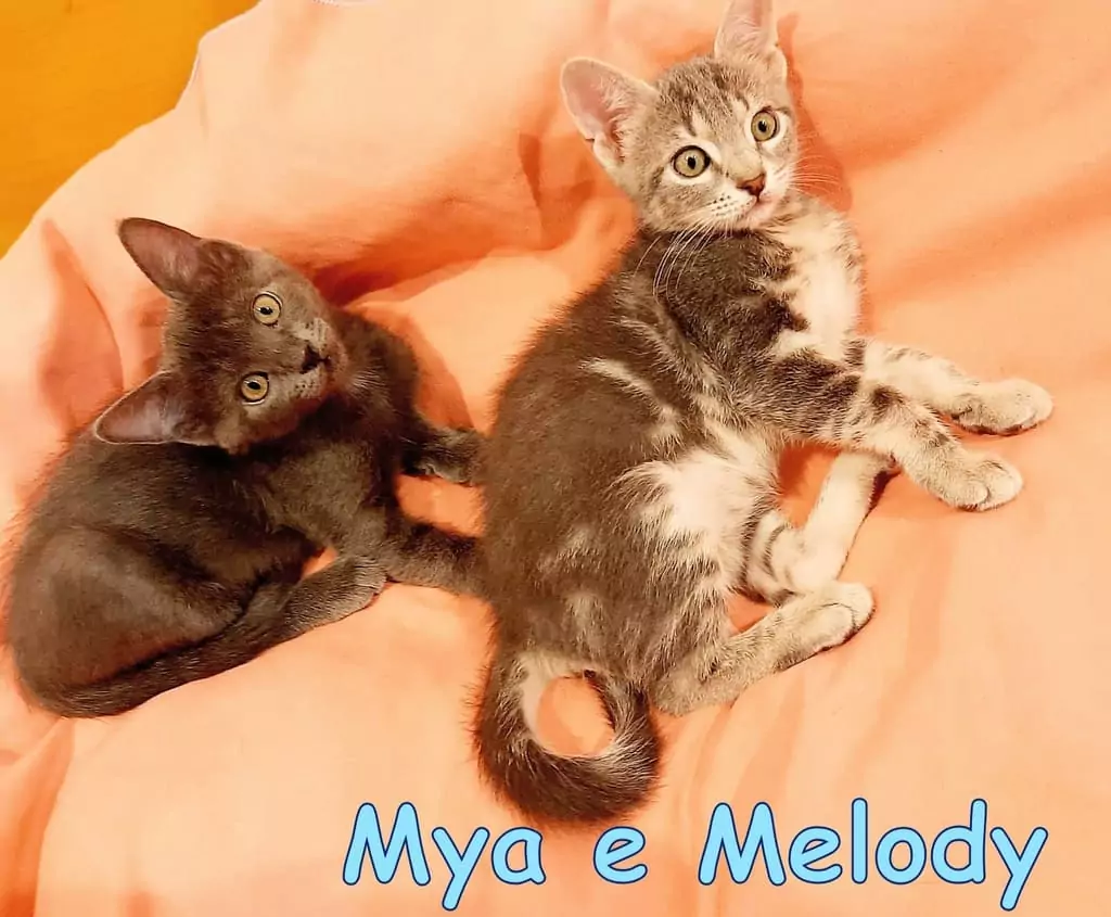 Mya e Melody adozioni