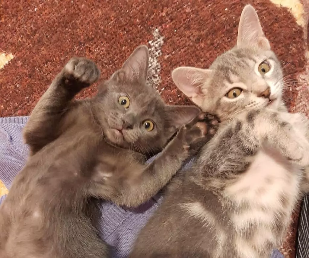 Mya e Melody adozioni micetti