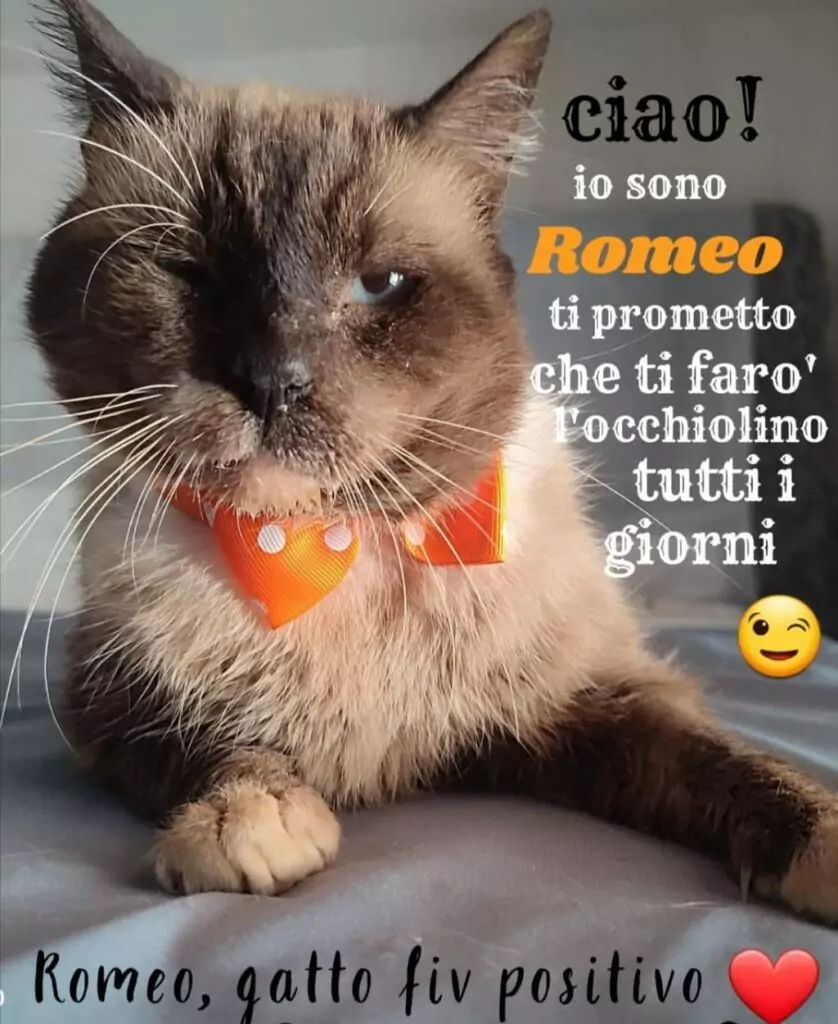 Rome gatto fiv adozioni