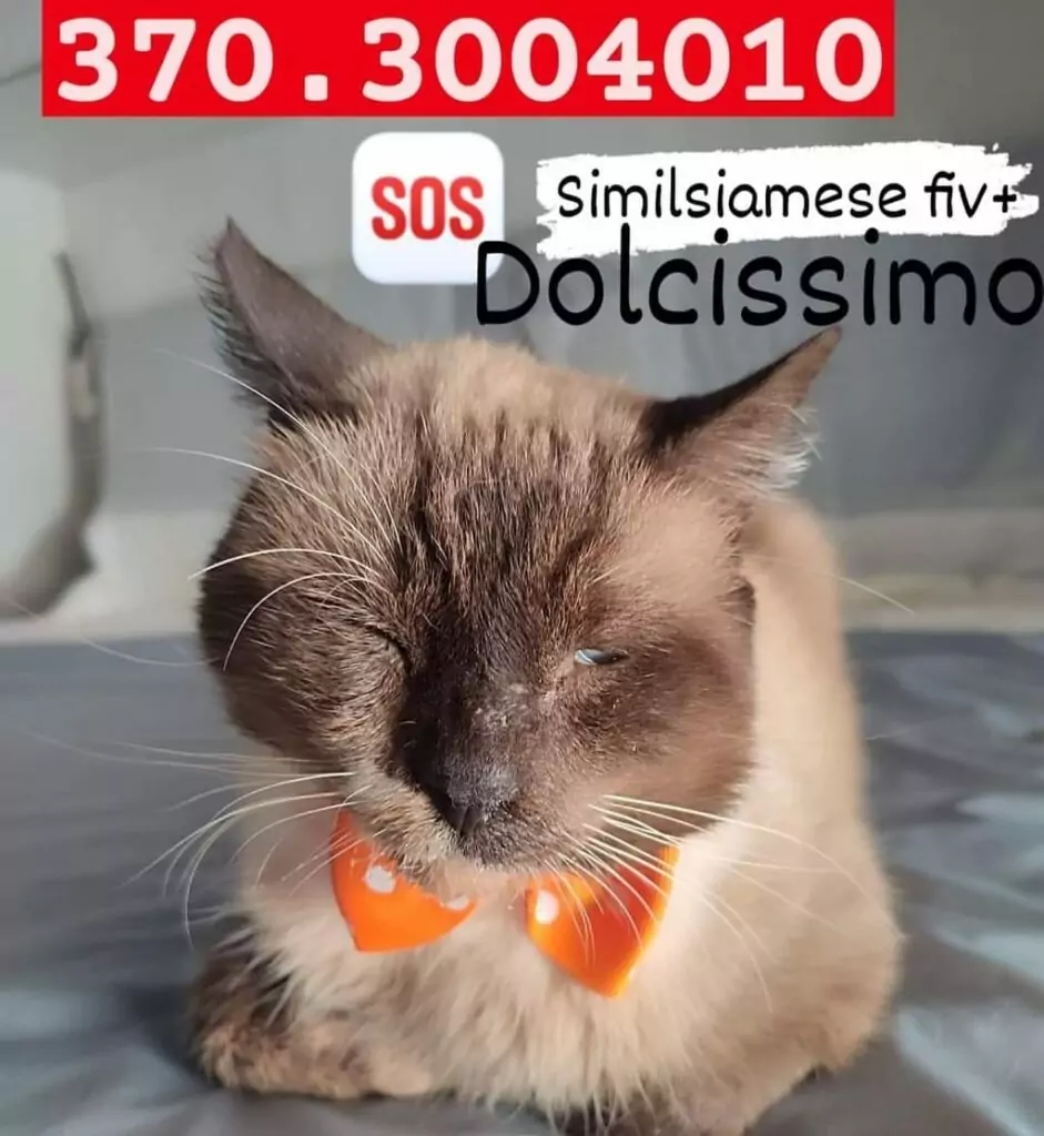 Rome gatto fiv adozioni