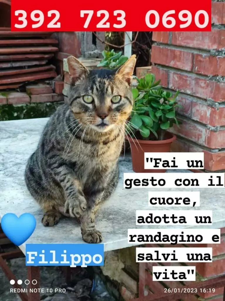 Filippo gatto buonissimo