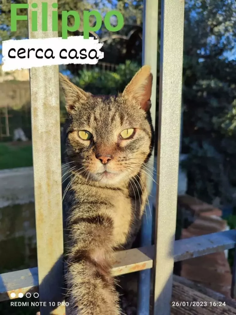 Gattino cerca casa