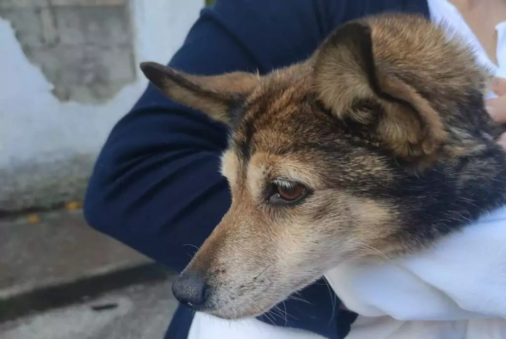 Lulù cagnolina