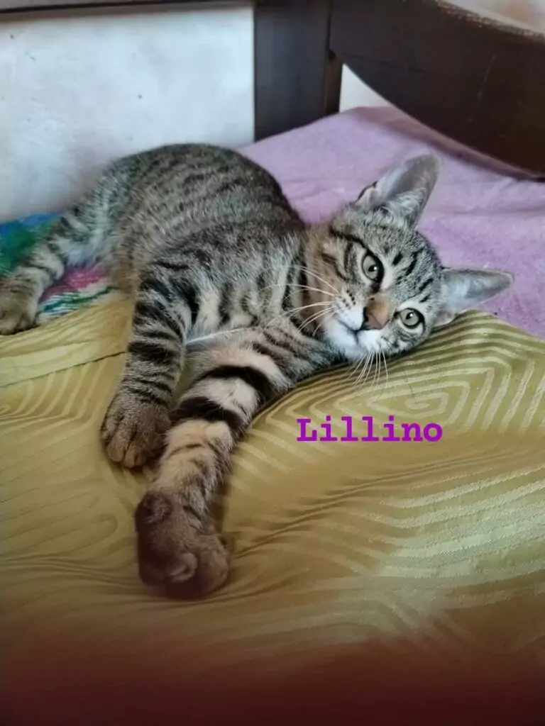 Lillino micio adozione