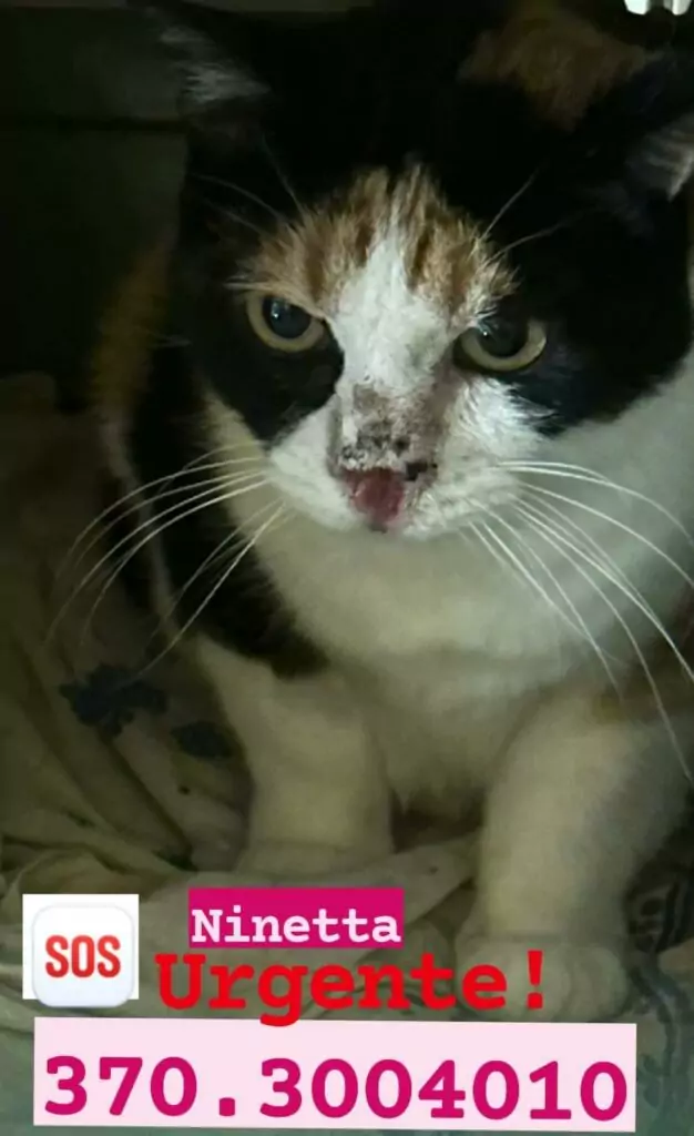 Gattina malata adozioni