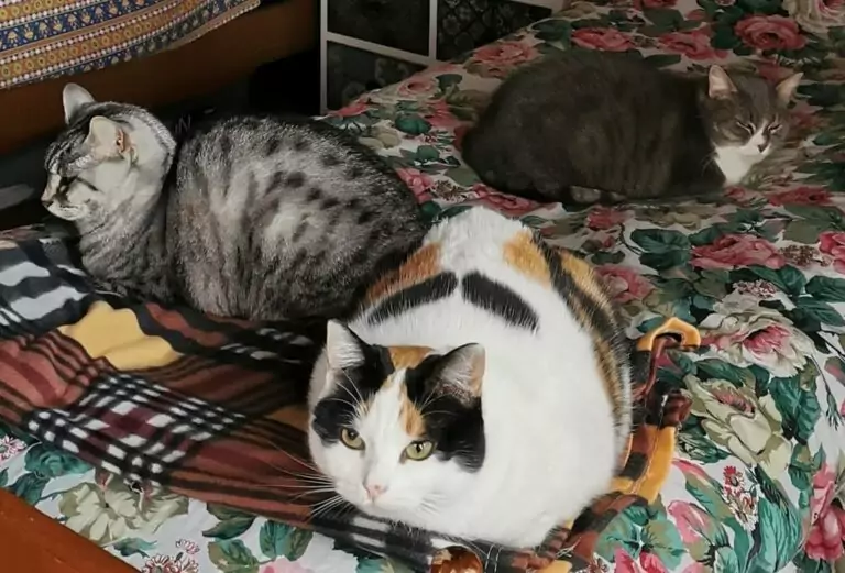 gatto inserimento adozione