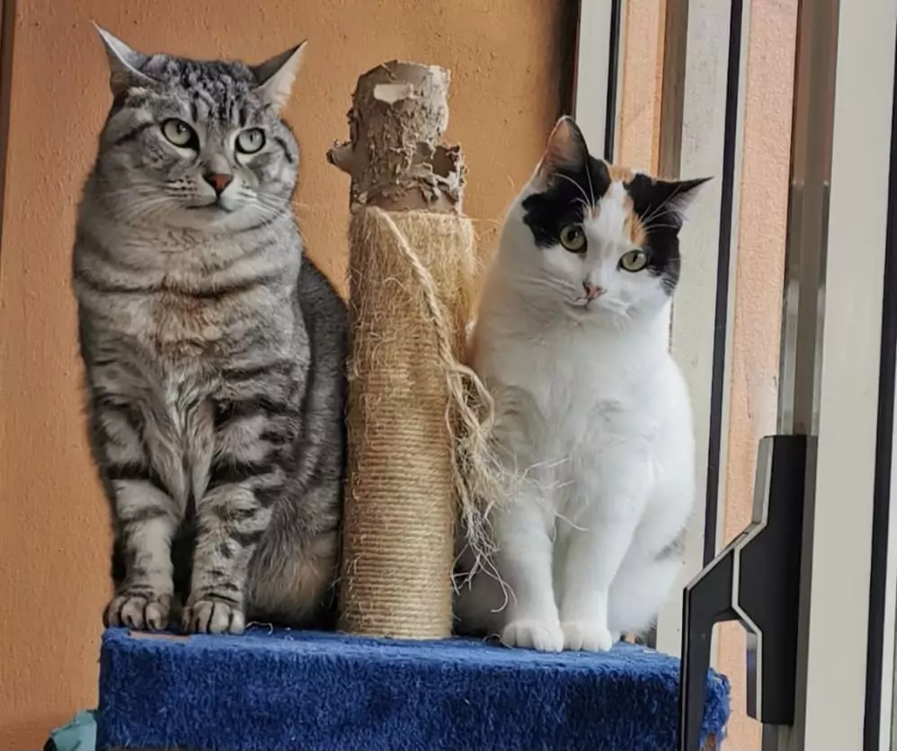 gatto inserimento adozione