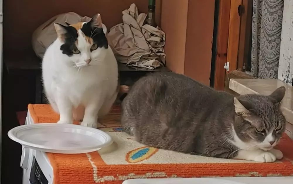 inserimento sicurezza gatti