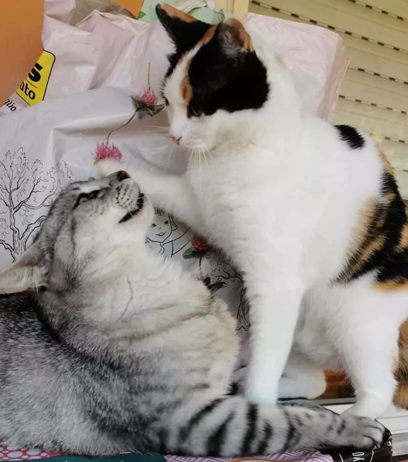 giochi gattini inserimento
