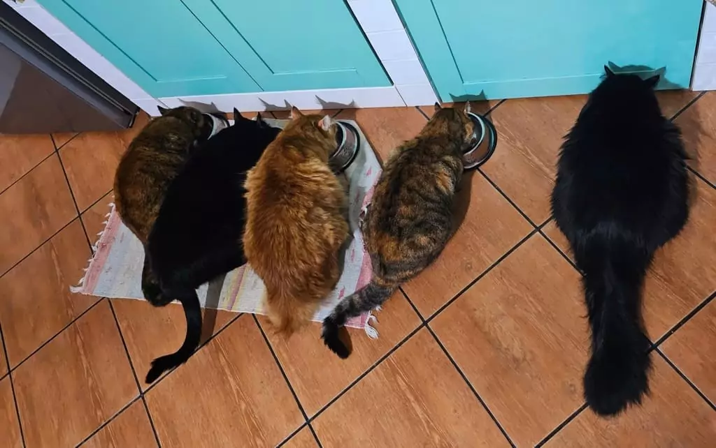 gatti insieme Amon modelli