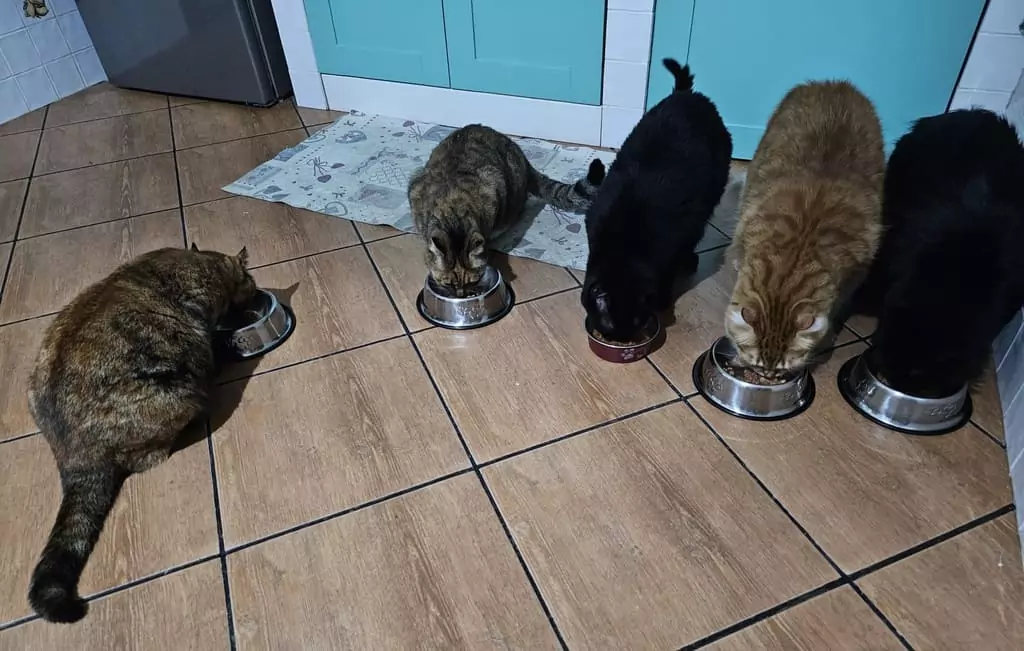 gatti gruppo inserimento