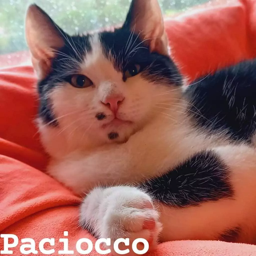 Paciocco adozione volontari