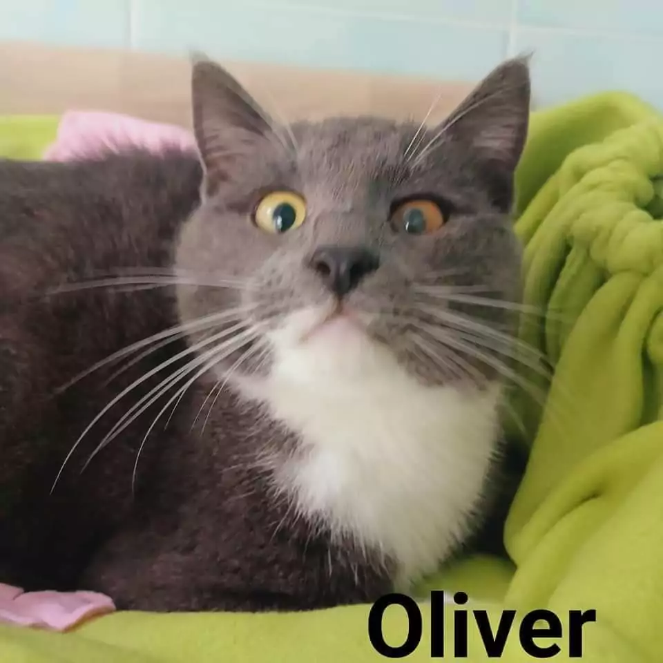 Oliver gattino