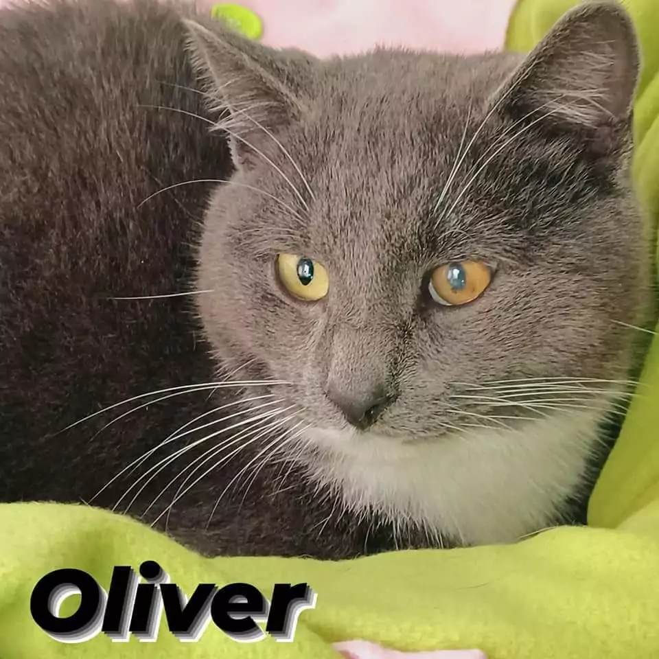Oliver volontari gattini