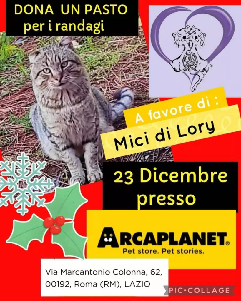 Pappa mici Arcaplanet