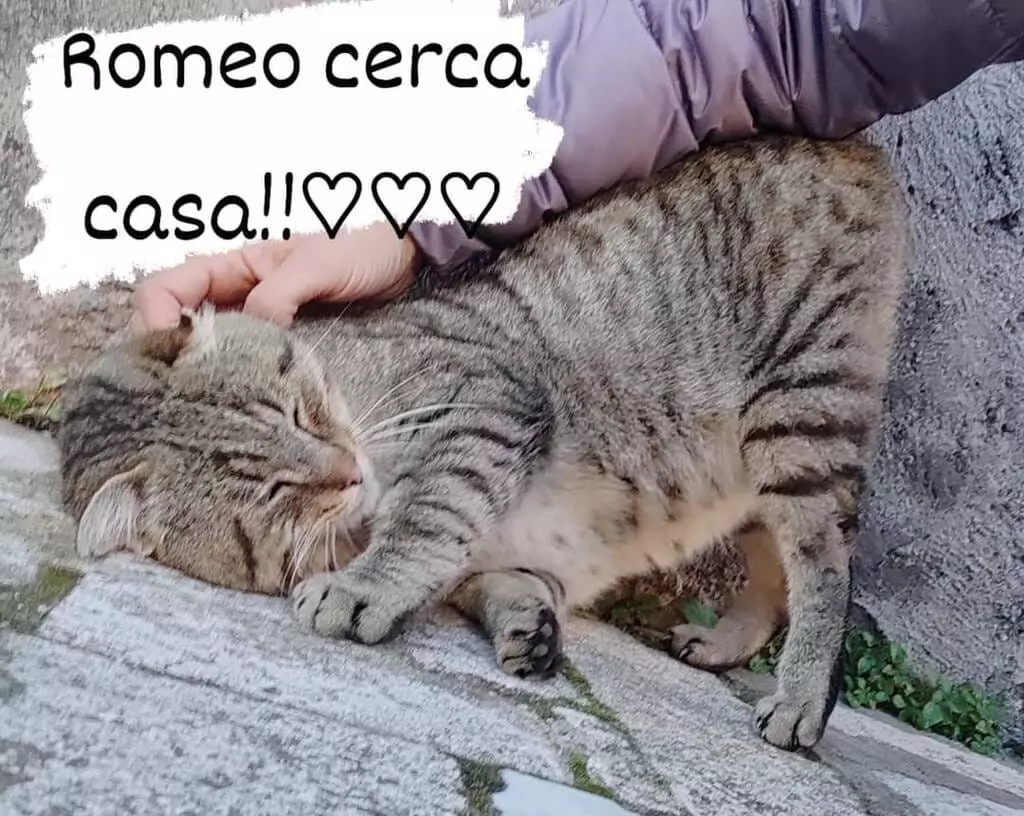 Romeo pappa mici Arcaplanet