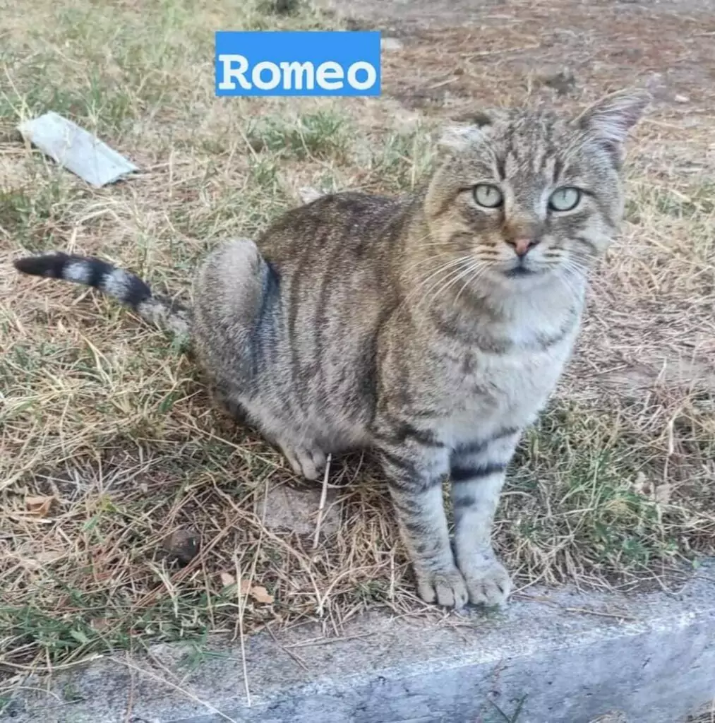 Romeo pappa adozione Natale