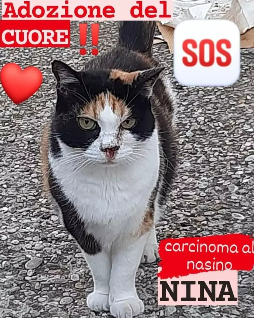 Nina gattina adozione