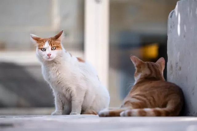 Gatti senso civico
