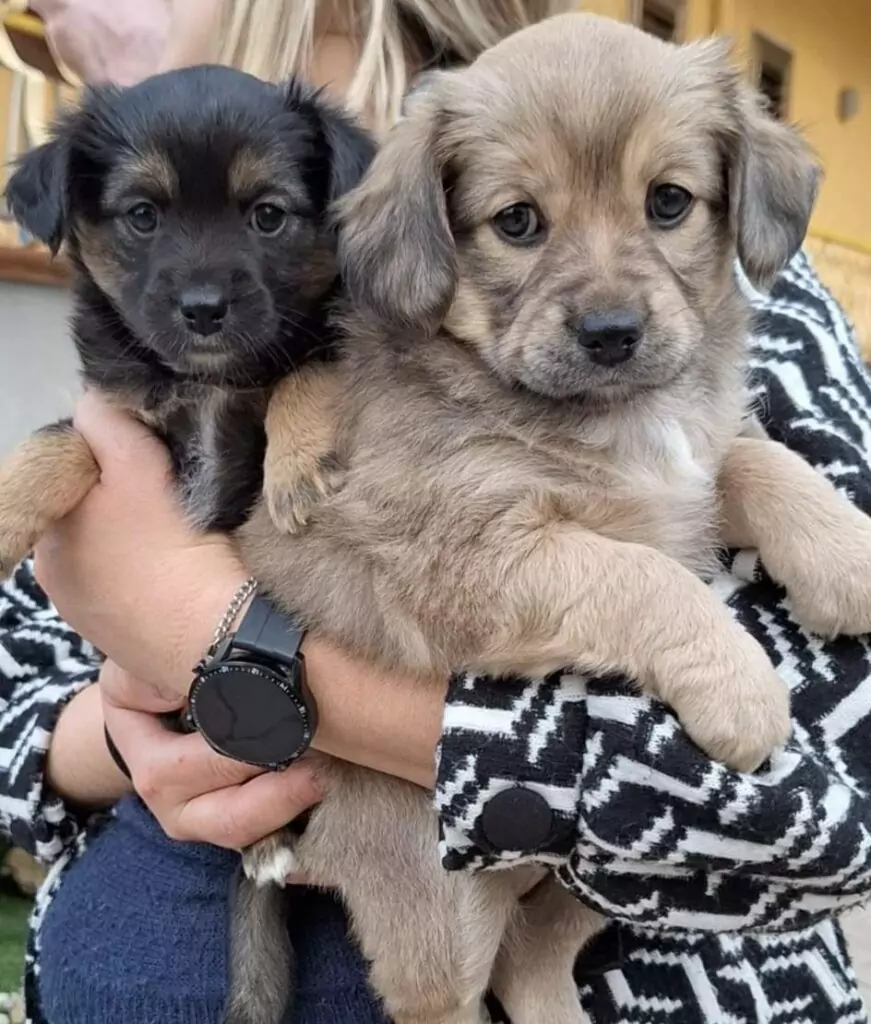 Tequila e Guaranà adozioni cani