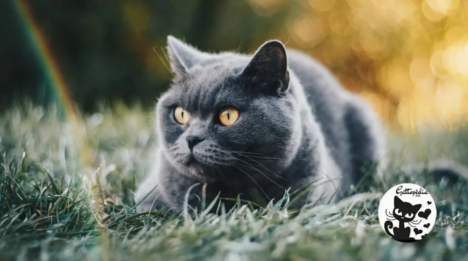 allevatori gatti 