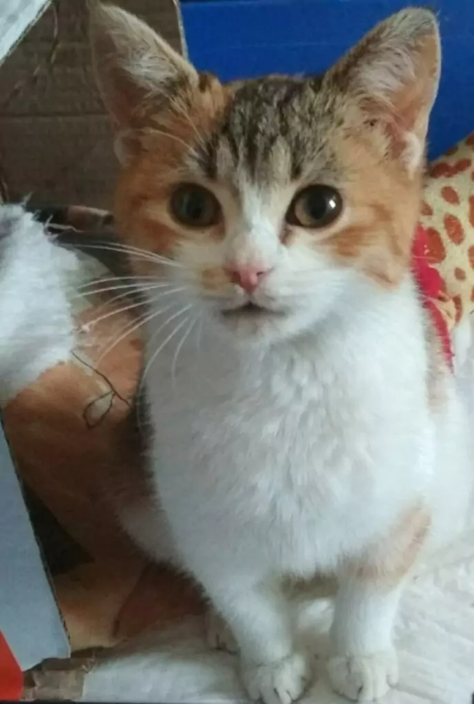 Gattina post facebook