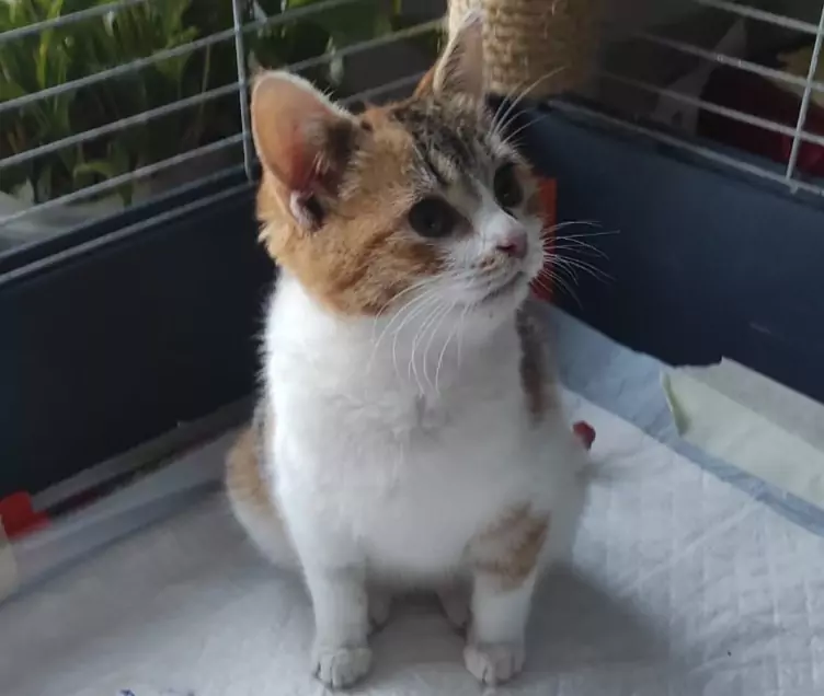 Kiki vescica neurologica