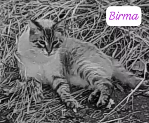 Birma adozione