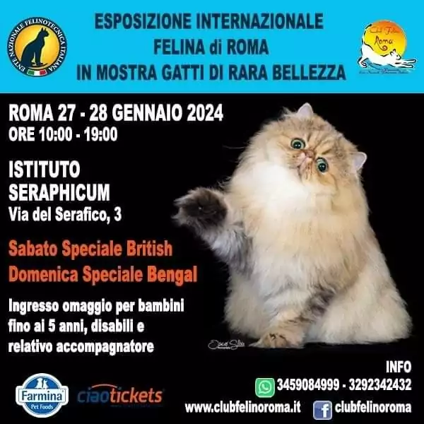 gatti bellezza Roma