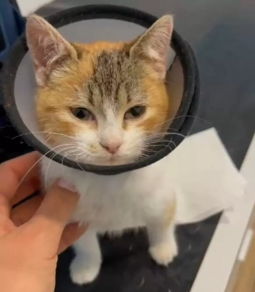 viaggio adozione gatto