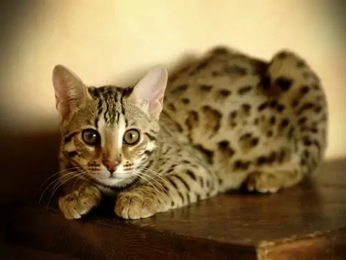 felino, cucciolo, mostra