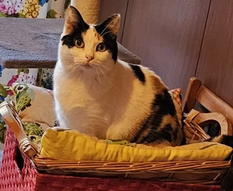 Stella gattina