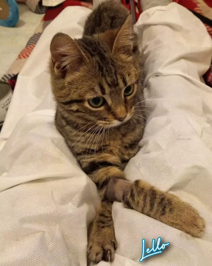 Gatto Lello