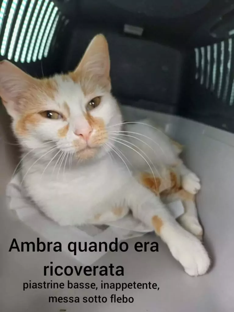 gattina Ambra adozioni