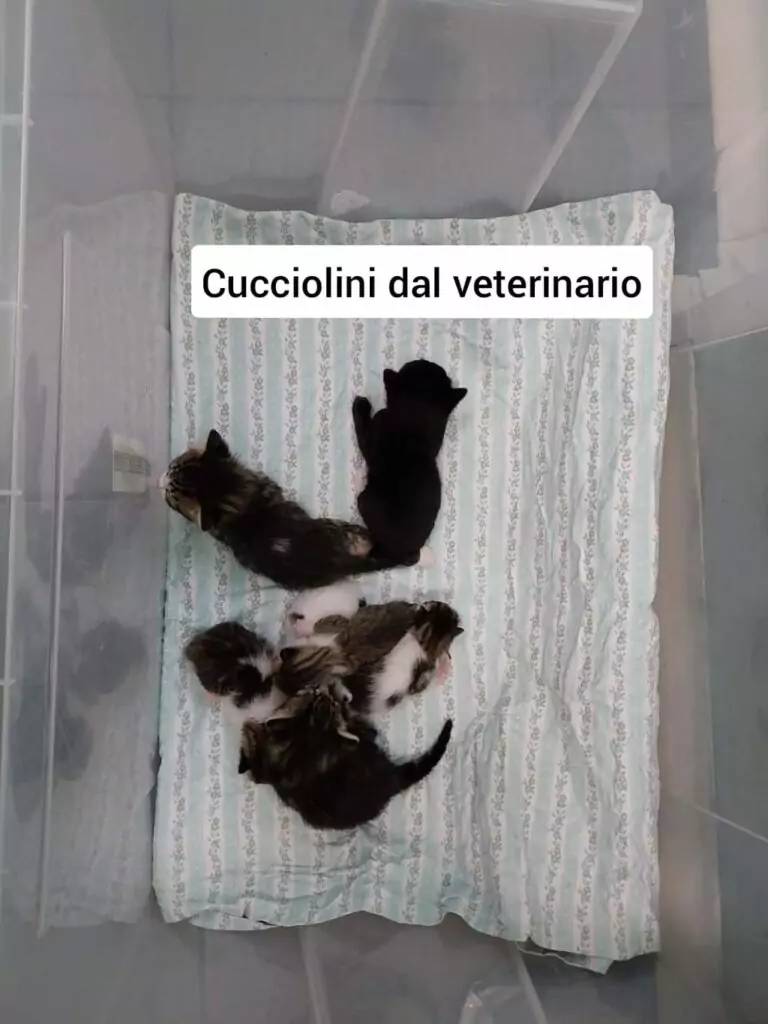 Cucciolini gatti adozioni