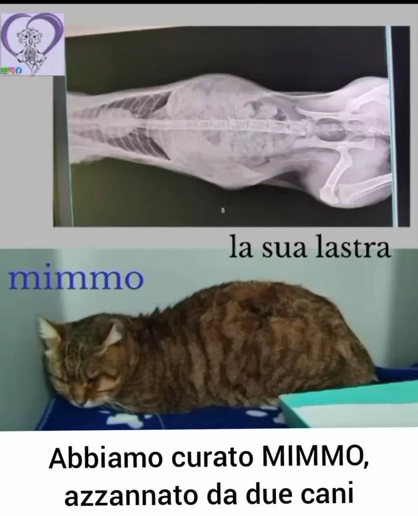 I Mici di Lory adozioni