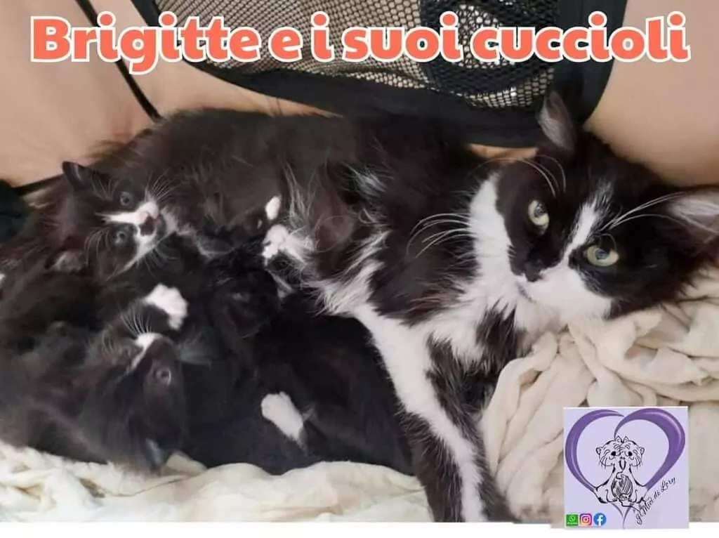 Brigitte cuccioli primavera