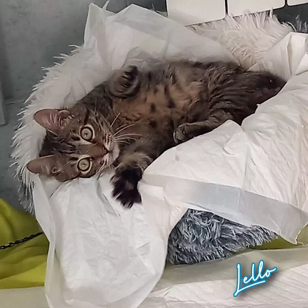 Gattino Lello soldino