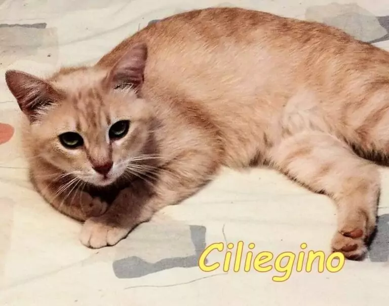 Gatto Ciliegino rosa