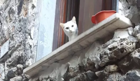 gattini Bianca