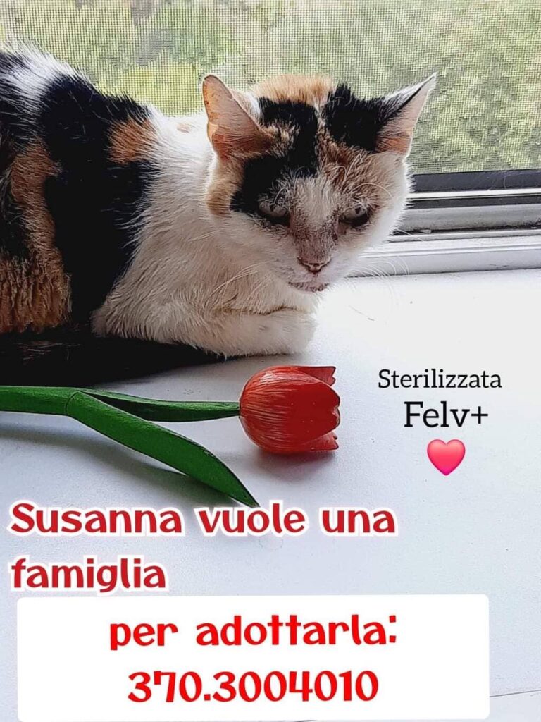 micini bellissimi Susanna adozione